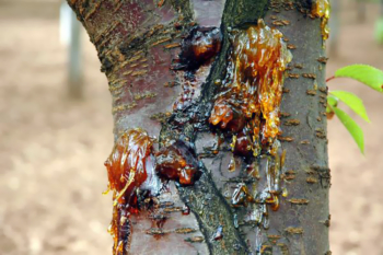 Bacterial canker.