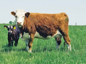 Cow and calf on a pasture in southern Iowa.