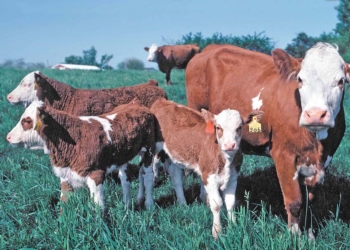 Vacas y terneros en las colinas del sur de Iowa