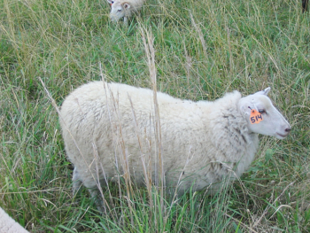 Costa del Golfo Las ovejas nativas son resistentes a los parásitos internos