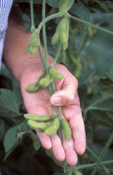 hand holding soybeans