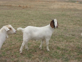 healthy goat doe