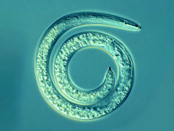 Spiral nematode, Helicotylenchus sp