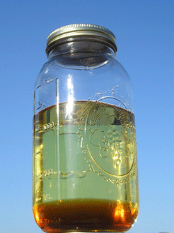 Jar of biodiesel