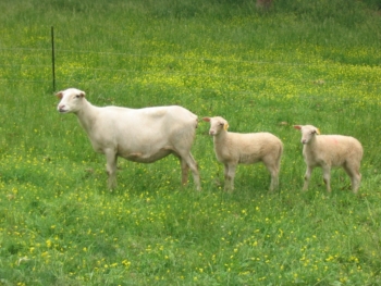 Katahdin ewe and lambs. 