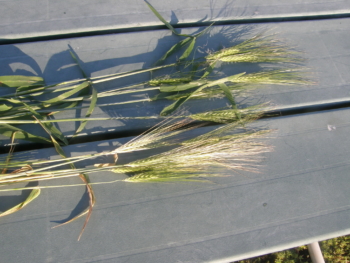 Barley from South Field (top) and North Field (bottom)