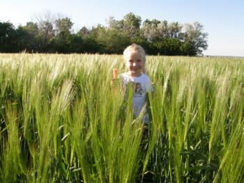 Barley from South Field 2008