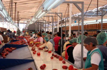 trabajadores empacando pimientos en una planta de empaque