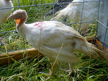 An ill turkey showing classic signs of sickness: lethargy (as seen by the closed eyes), lack of inquisitiveness, retracted neck, and drooping wings