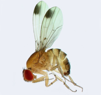 Drosophila de ala manchada