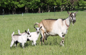 cabra lechera con crías en los pastos