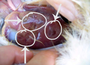 On farm dissection showing characteristic liver necrosis due to Blackhead.