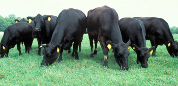 Angus cattle on pasture