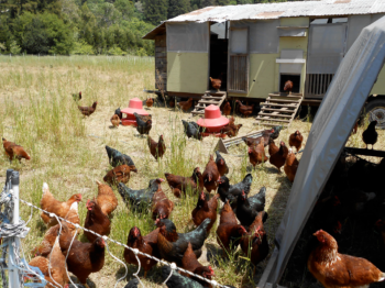 pollos en un pasto cercado cerca de su gallinero