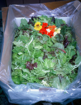 a box of fresh lettuce